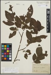 Foto von Salix appendiculata Vill. x Salix caprea L.